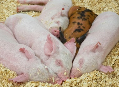 養豬人必(bì)看！仔豬斷奶應(ying)激原理、影響因(yin)素及預防方法(fǎ)！