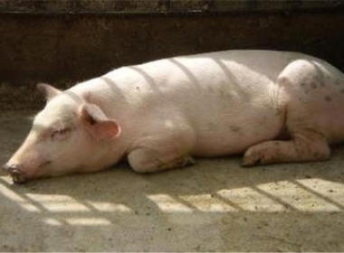 母豬産後厭(yàn)食的防治