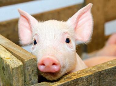 豬飼料選(xuan)擇要避開四大(da)誤區